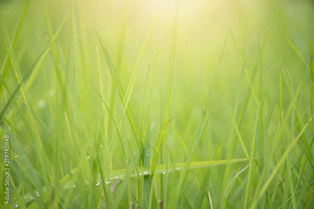 Green grass with dew background with sunlight