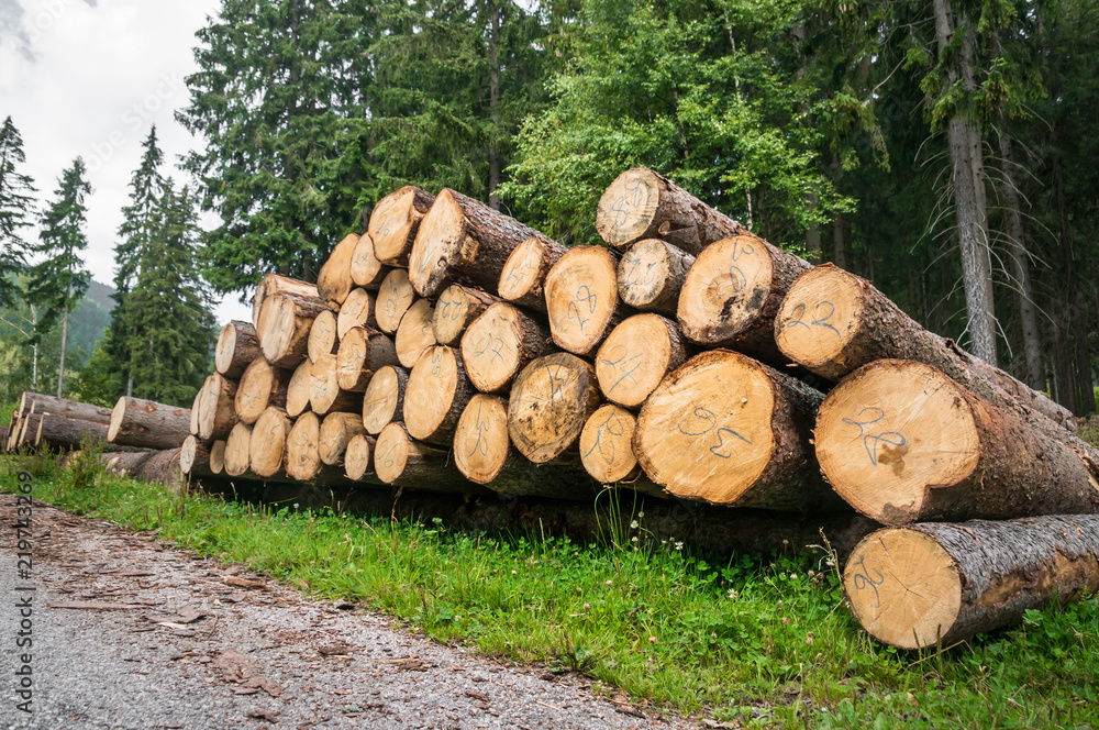 Trunks of trees with denoted tree trunk diameter