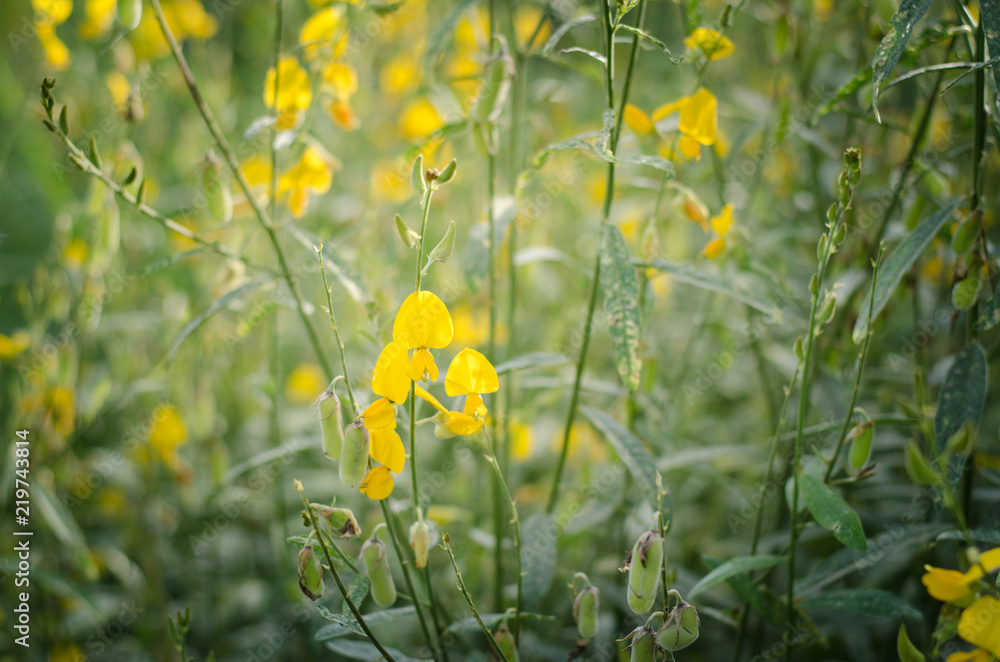 Fototapeta premium Yellow leaves Poo are green leaves are naturally beautiful.