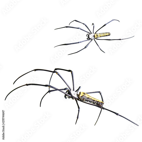 Spider Nephila Maculata. Isolated on white background