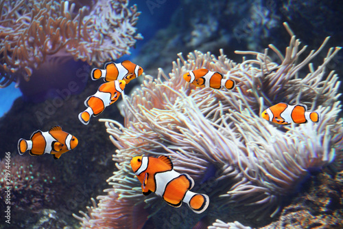 Sea anemone and clown fish
