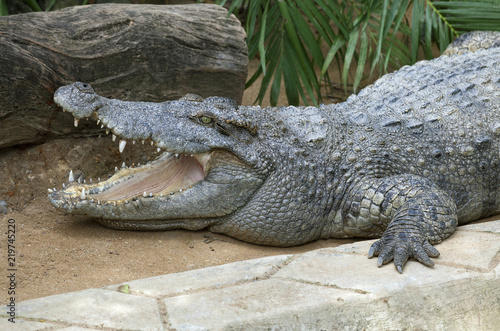 Laying crocodile in a zoo