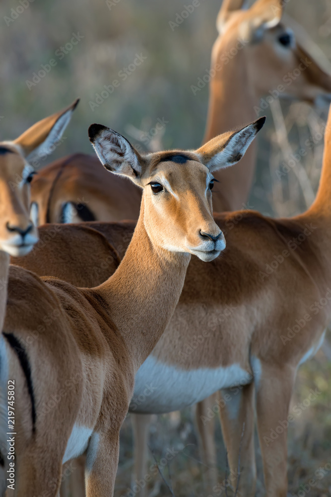 Impala on savanna in Africa