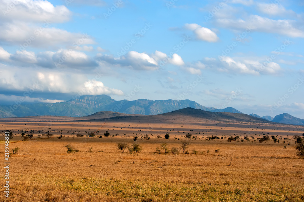 Fototapeta premium Savannah landscape in the National park of Kenya