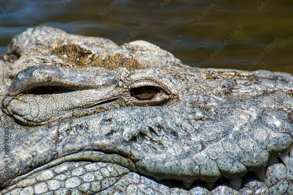 Fototapeta premium Crocodile in National park of Kenya, Africa