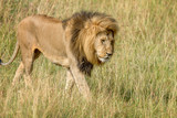 Lion male in National park of Kenya