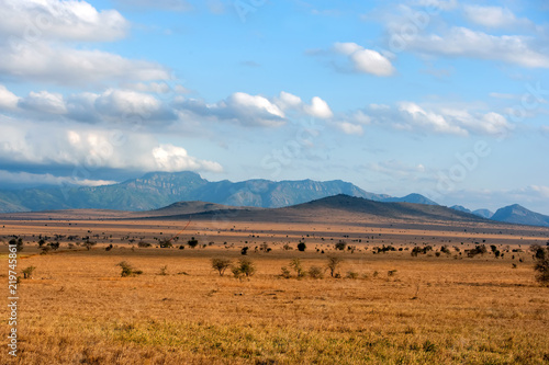 Savannah landscape in the National park of Kenya
