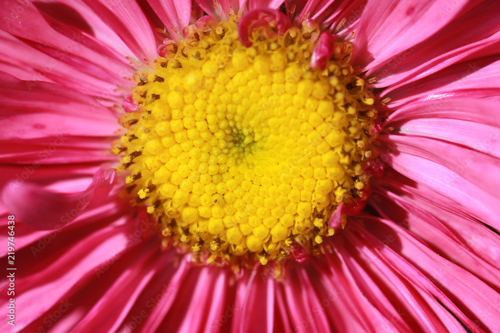 macro of pink daisy petals and stamen