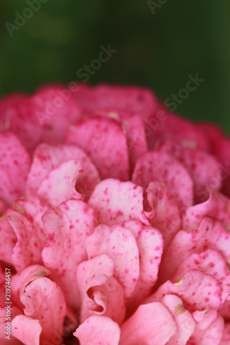 Fototapeta Naklejka Na Ścianę i Meble -  macro of pink flower
