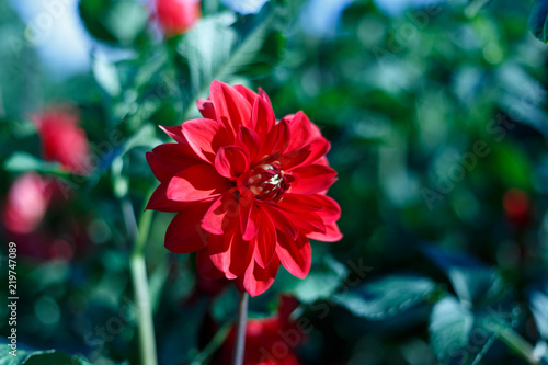Beautiful red flower on spring green background in nature macro on soft blurry light background. Concept spring summer, elegant gentle artistic image, copy space