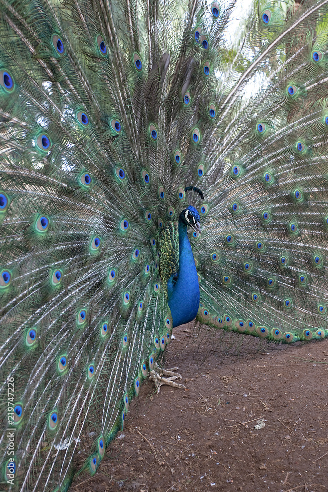 Obraz premium Peacock