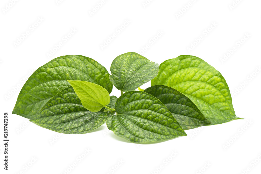 Fresh green leaves branch isolated on white background of file with Clipping Path . Fresh green leaves branch isolated on white background of file with Clipping Path .