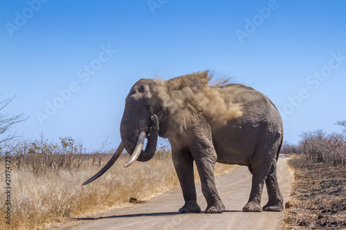 African bush elephant in Kruger National park  South Africa   Specie Loxodonta africana family of Elephantidae