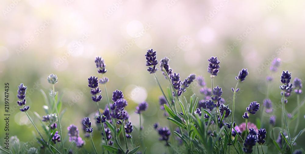Fototapeta premium Lawendowe kwiaty w letni poranek