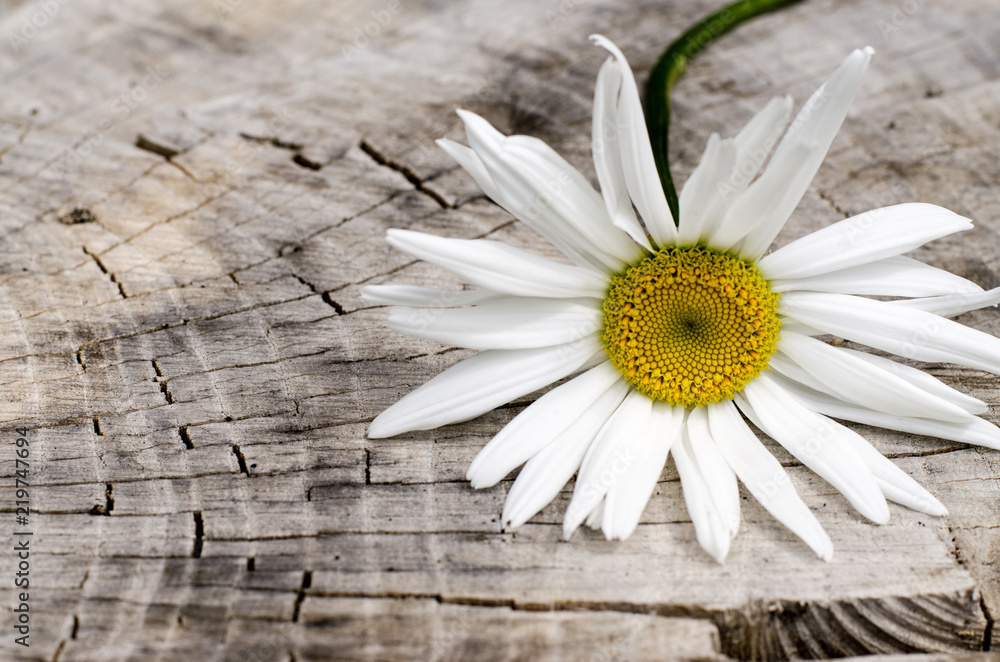 Obraz premium Isolated chamomile on an old wooden background