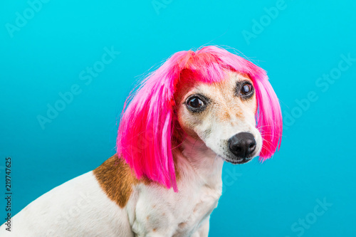 Fototapeta Naklejka Na Ścianę i Meble -  Cute small dog in pink wig on blue background looking to the camera. Fashion pet