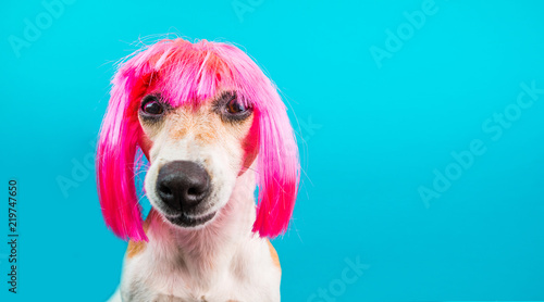 Photography Dog in pink wig looking with contempt and suspicion