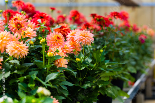 Fototapeta Naklejka Na Ścianę i Meble -  Flower or plant displayed in a green house or flower shop
