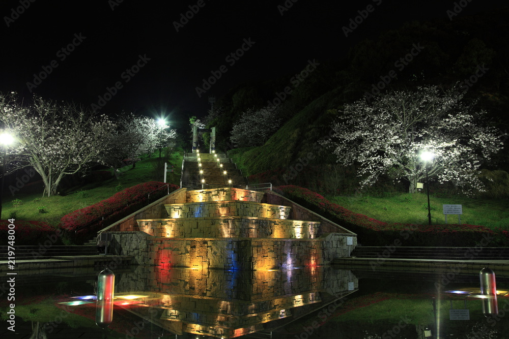 Fototapeta premium ライトアップされた夜桜