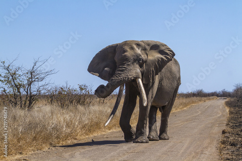 African bush elephant in Kruger National park, South Africa ; Specie Loxodonta africana family of Elephantidae