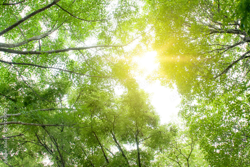 Obraz premium green leaf on tree with sunshine