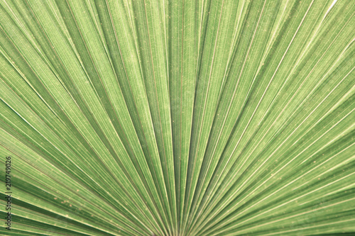 closeup palm leaf texture background