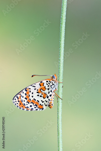 Farfalla (Melitaea didyma)