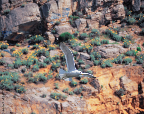 Seagul flying over the sea near the mountains photo