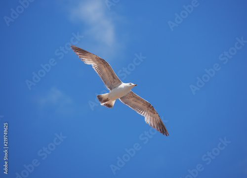 Seagul flying over the sea near the mountains