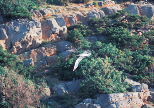 Seagul flying over the sea near the mountains photo