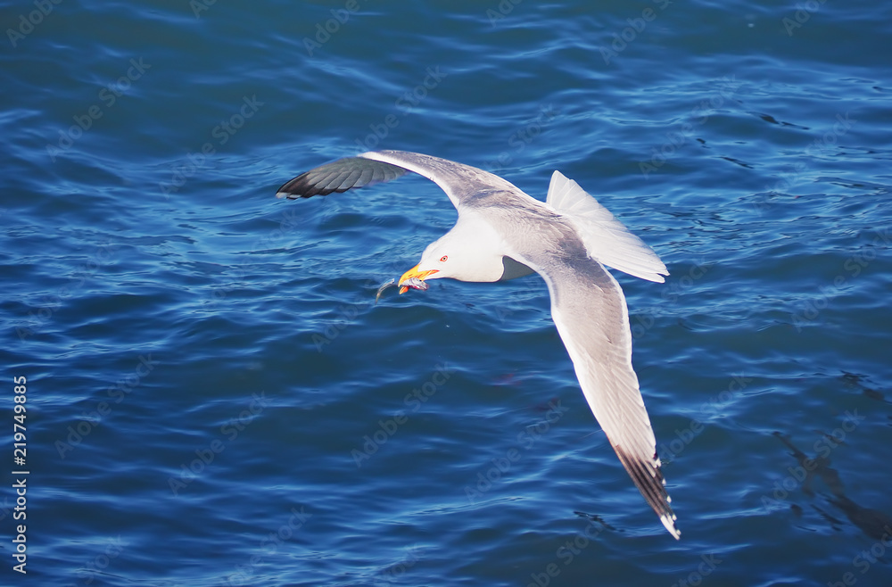 Seagul flying over the sea near the mountains Seagul flying over the sea near the mountains