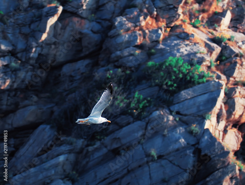 Seagul flying over the sea near the mountains photo