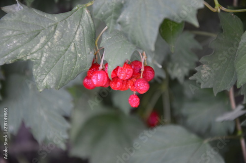 Red berries on a green leaf background