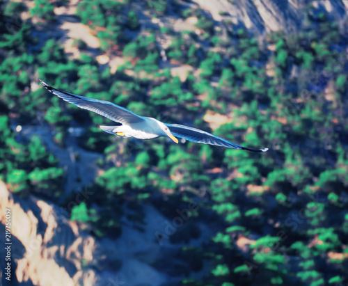 Seagul flying over the sea near the mountains