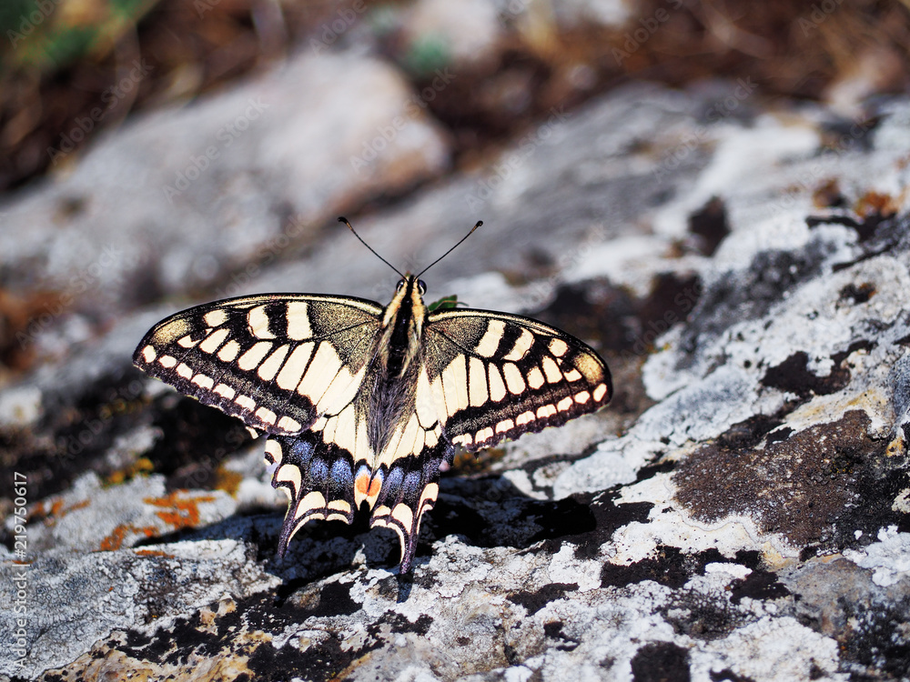 Fototapeta premium White butterfly machaon close up top view