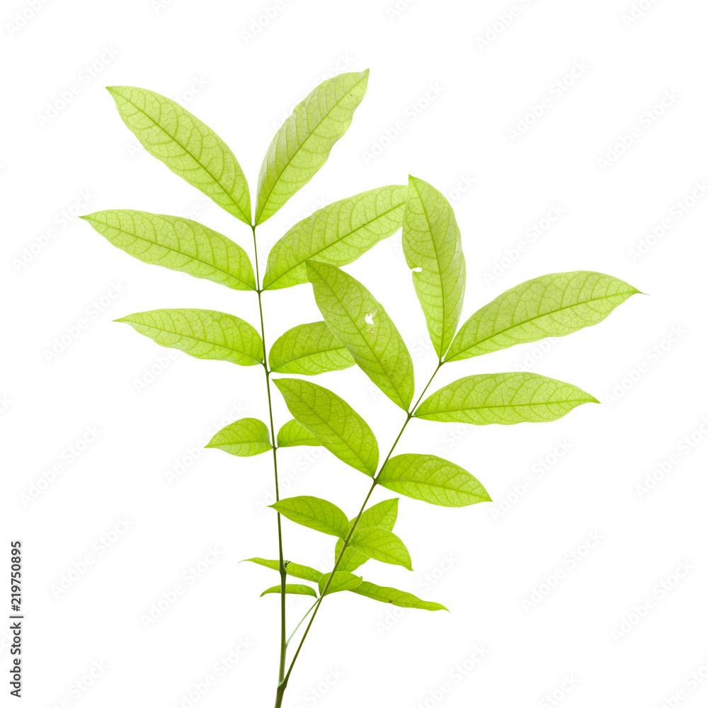 Bottom View of Green Leaves On White Background Bottom View of Green Leaves On White Background
