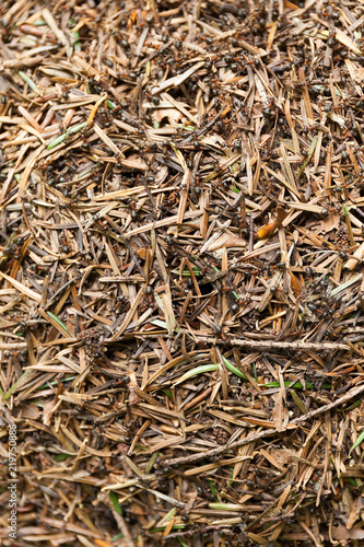 Anthill background, ant community or colony.
