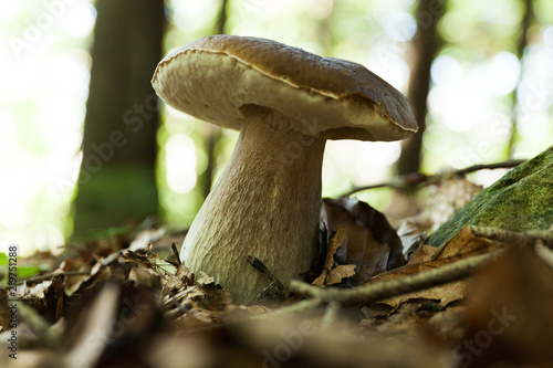 Wild porcini mushroom, wood autumn delicious brown boletus. Wild penny bun, cep, porcino.