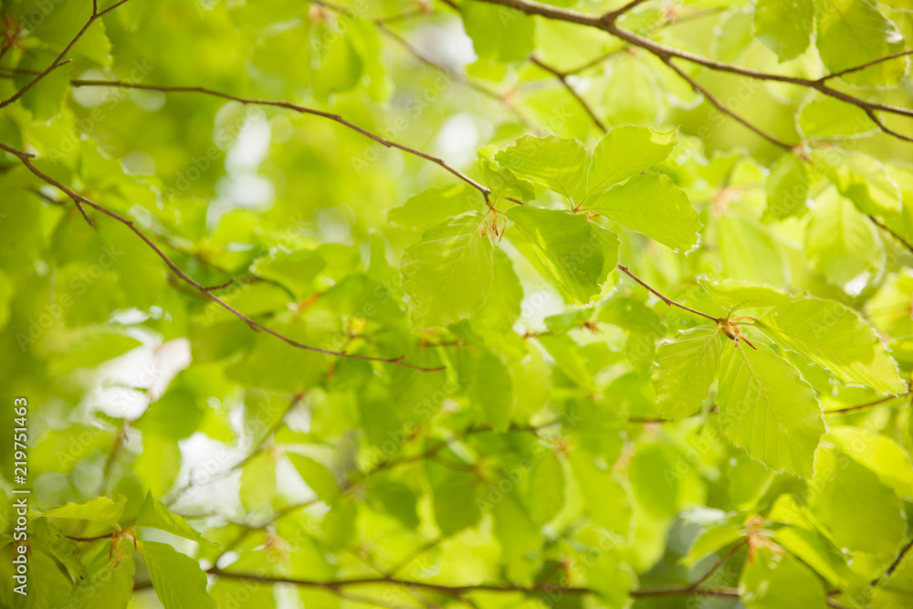 Background of beech leaves photographed toward the loght Background of beech leaves photographed toward the loght