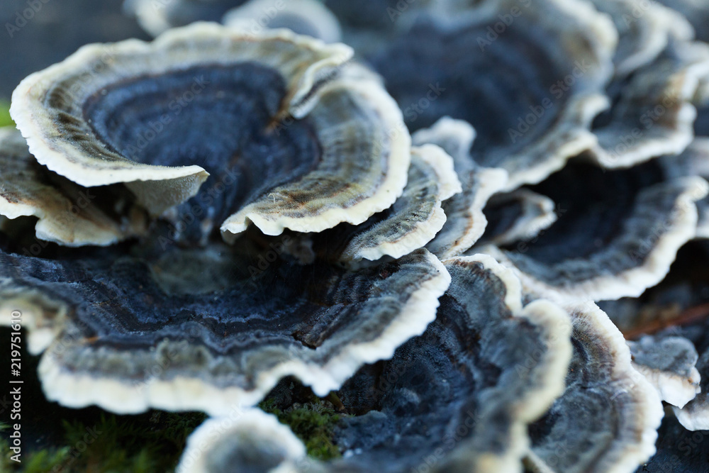 Beautiful autumn nature non edible blue mushroom on tree.