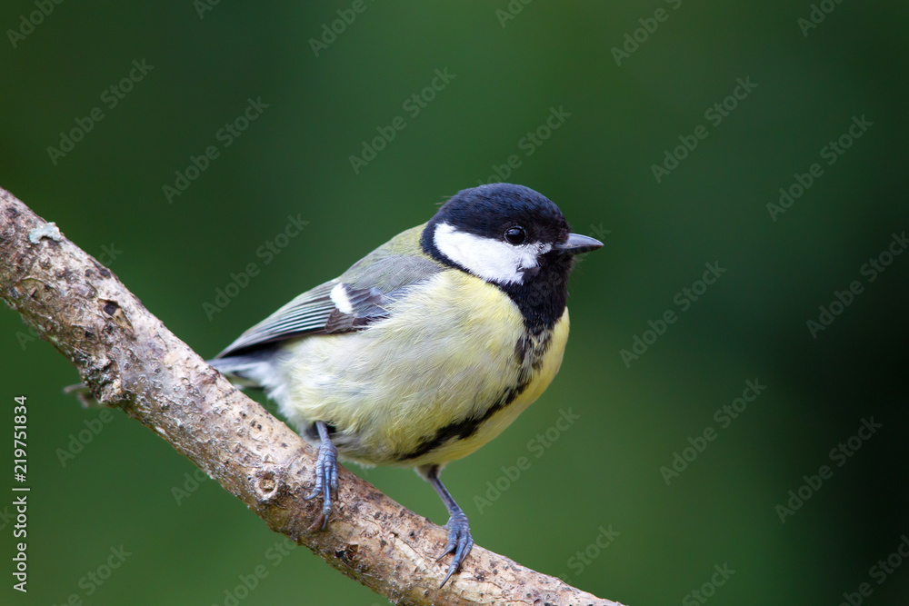 Fototapeta premium Kohlmeise (Parus major) im Garten.