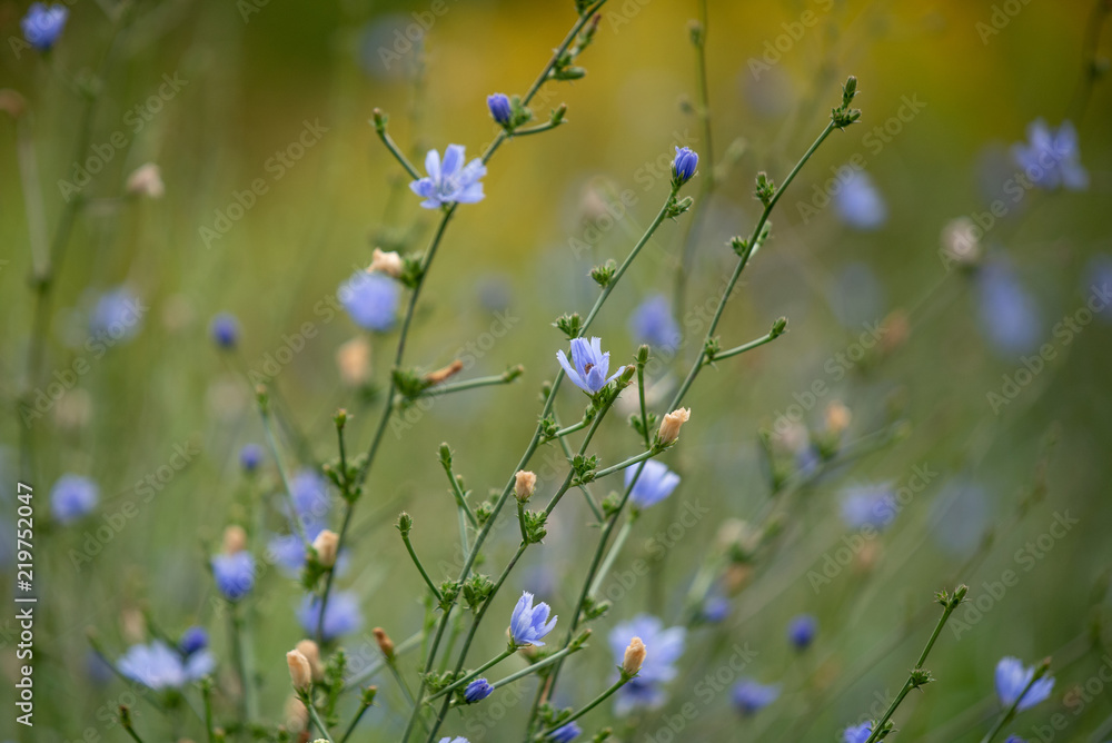 Tiny blue wildflowers