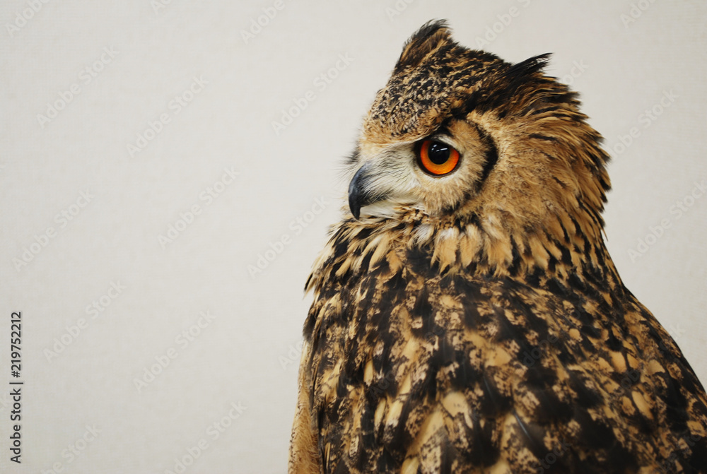 Close up of a long-eared owl Close up of a long-eared owl