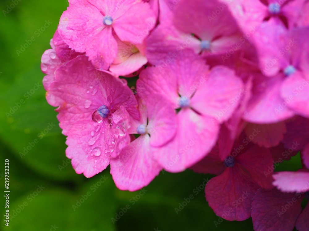 Ajisai Hydrangea Flower Stock Photo Adobe Stock