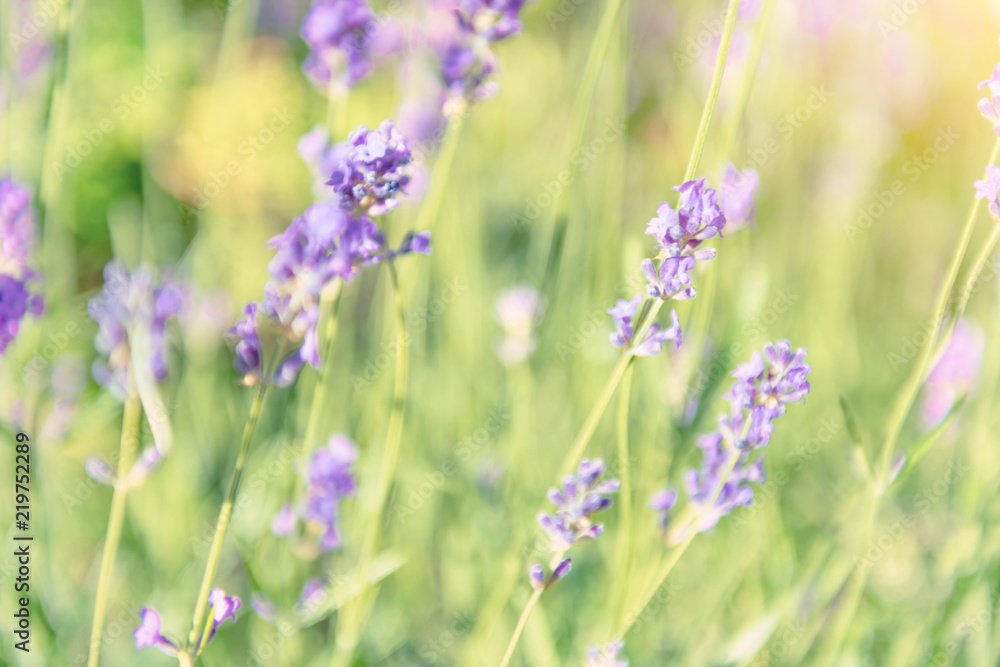Lavender violet flowers on field at sunset Lavender violet flowers on field at sunset