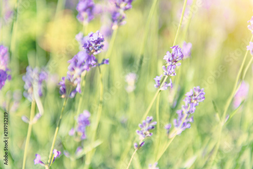 Lavender violet flowers on field at sunset