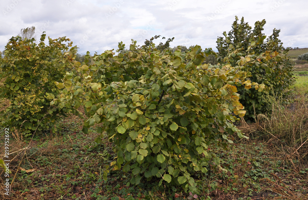 Dendriform bush hazelnut