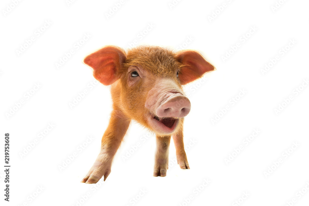 Fototapeta premium smiling piglet isolated