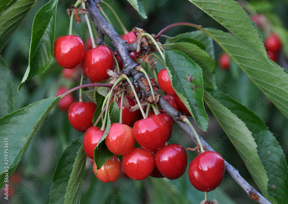 Branch with ripe berries of cherries Branch with ripe berries of cherries