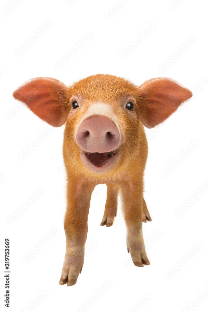 Obraz premium smiling piglet isolated
